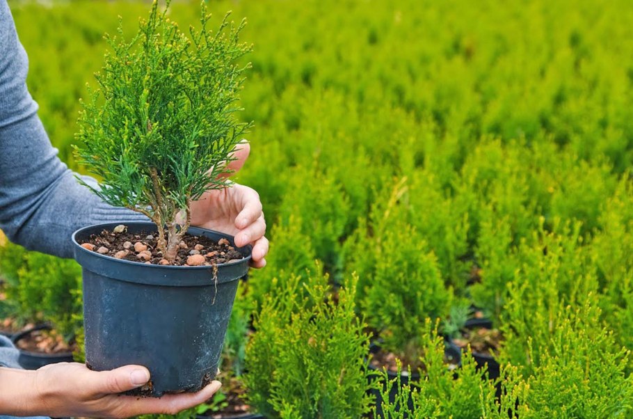 Корни мандаринового дерева