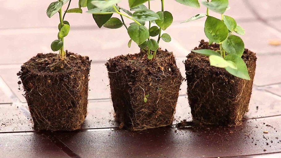 Толстянка денежное дерево в горшке