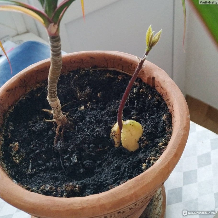 Росток черешни из косточки