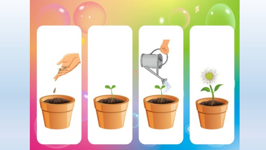 Рассада деревьев