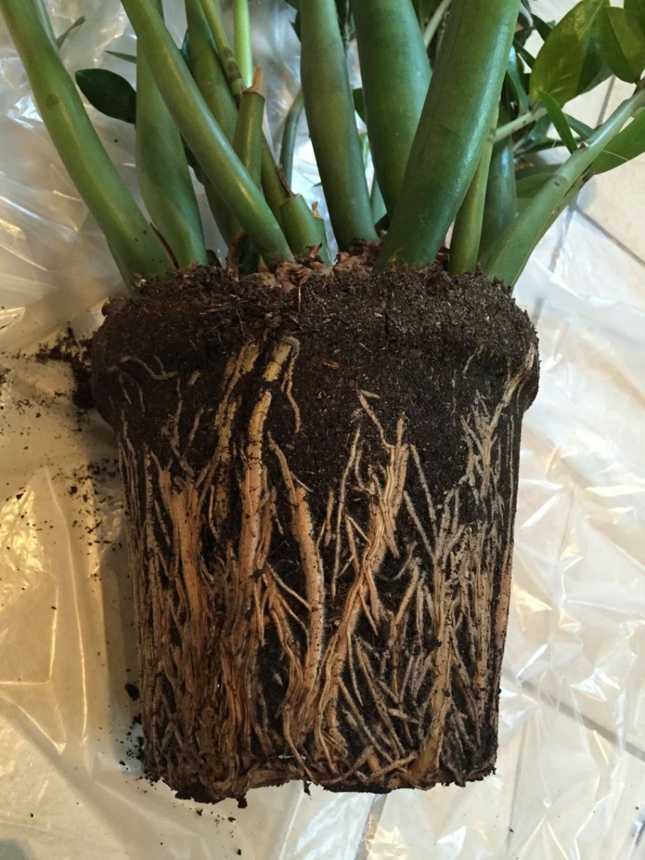 Можжевельник рыхление почвы