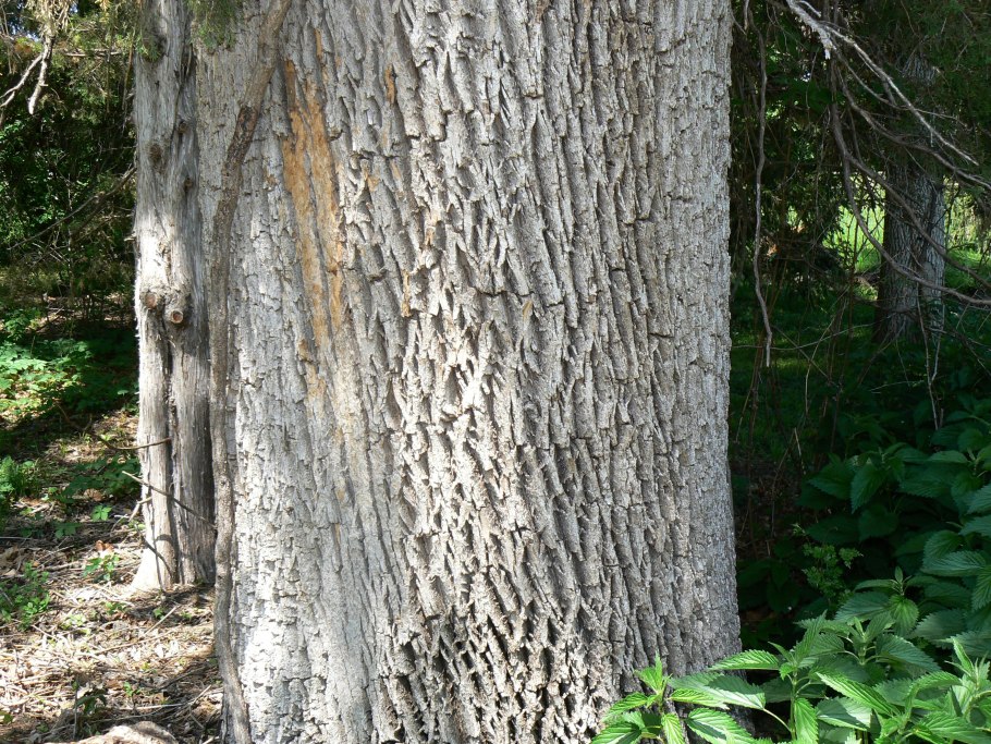 Ясень ствол дерева