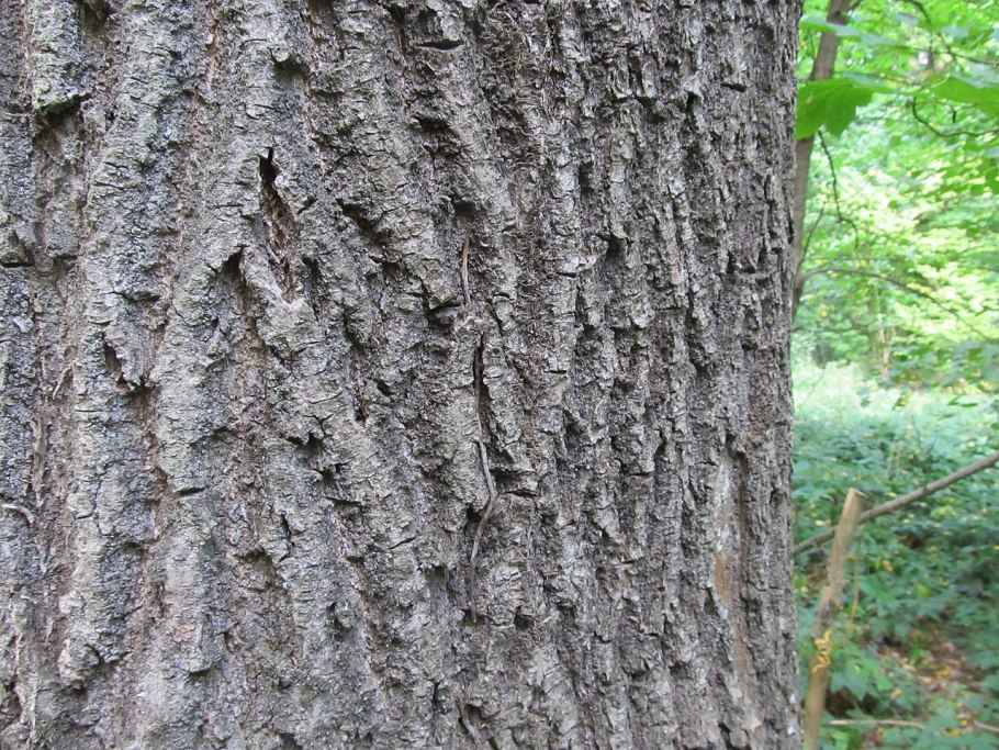 Липа, вяз, дуб