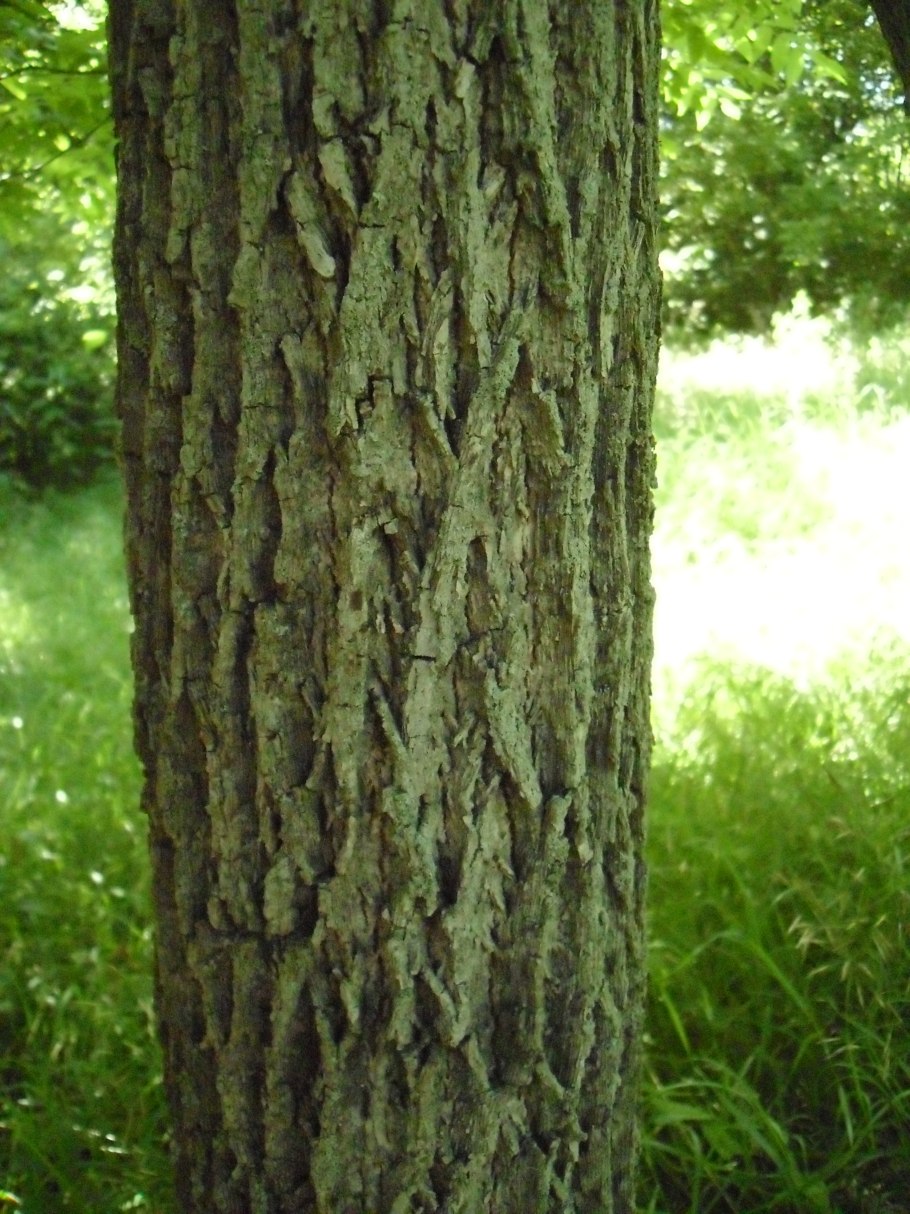 Вяз мелколистный кора