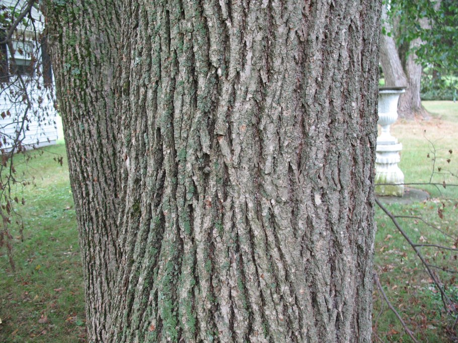 Ash log дерево