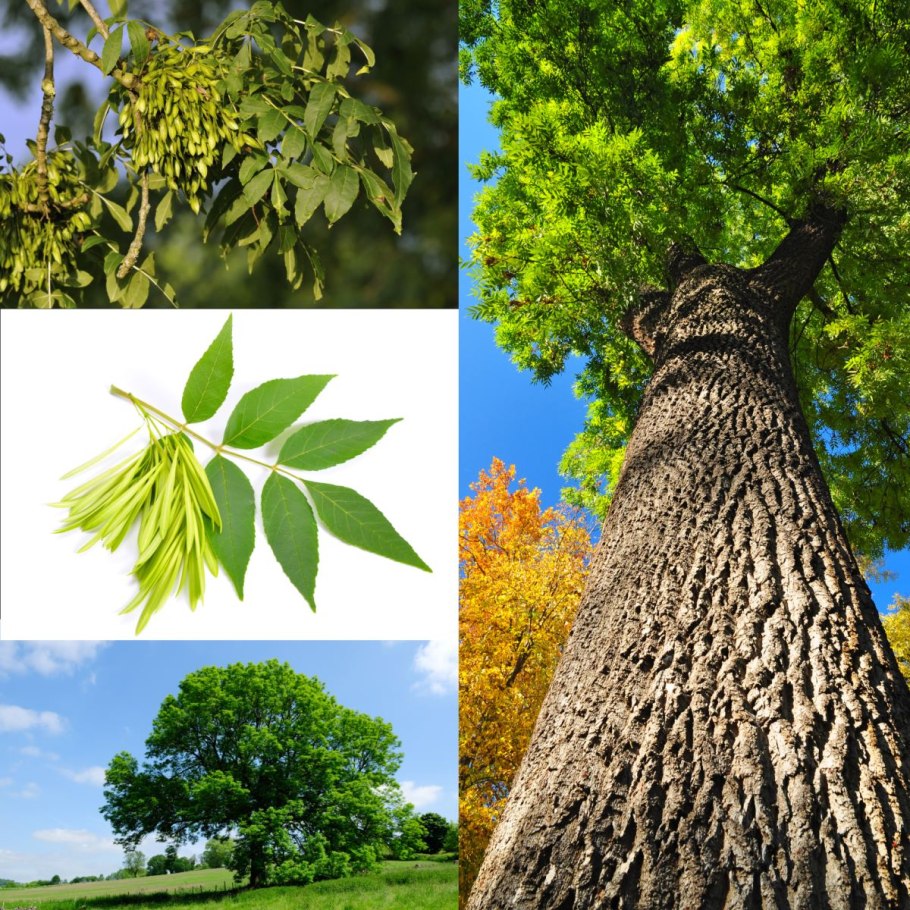 Липа мелколистная кора