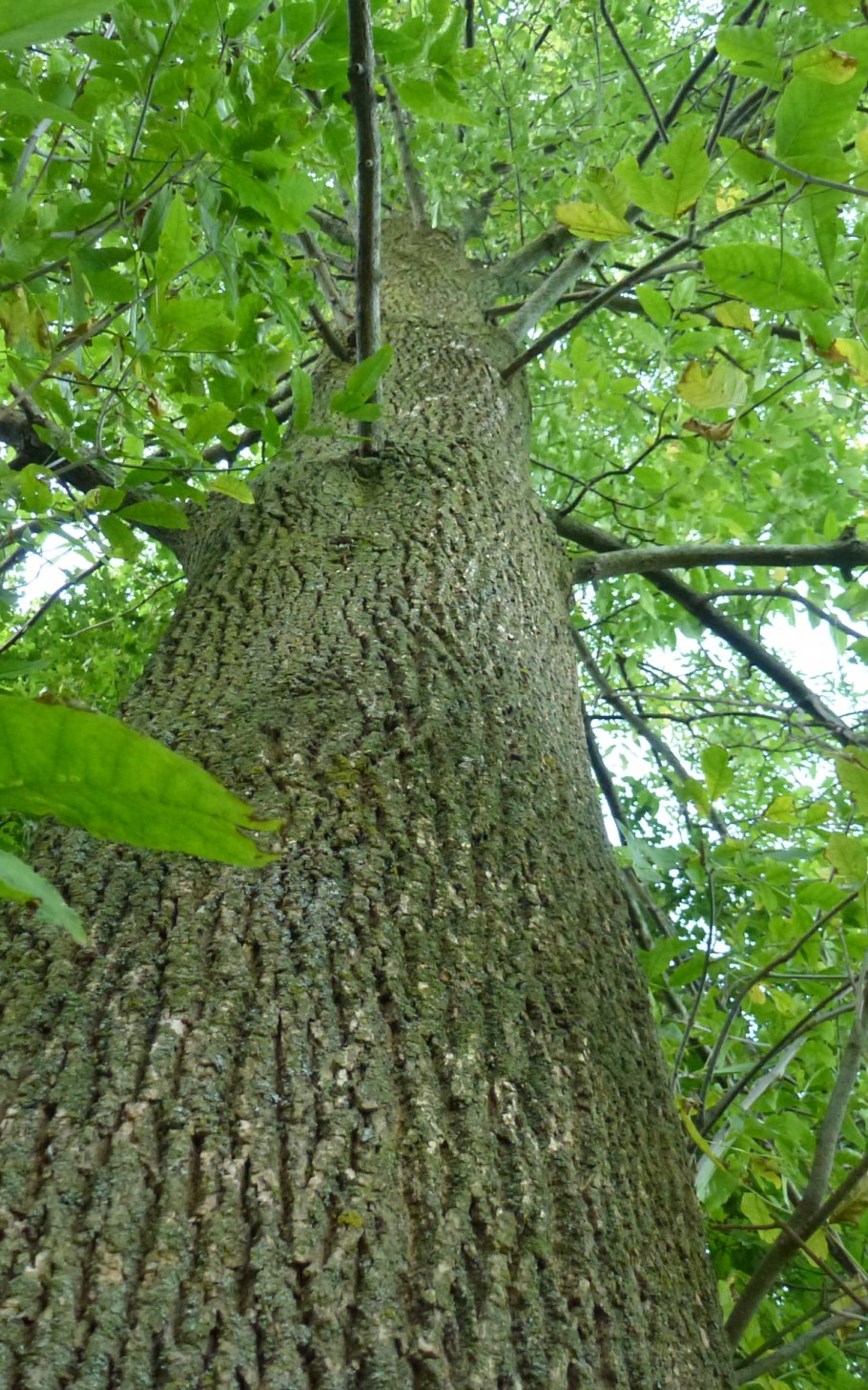 Исполинский ясень