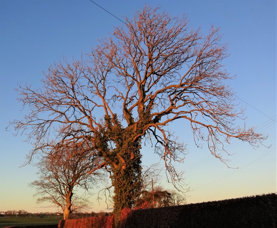 Ясень дерево кора