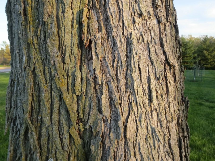 Ясень обыкновенный ствол