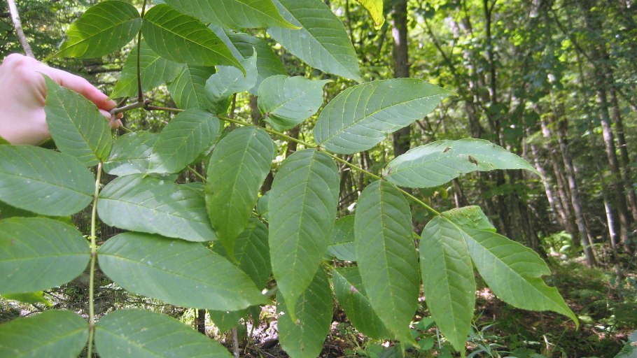 Дуб Тамме-Лаури