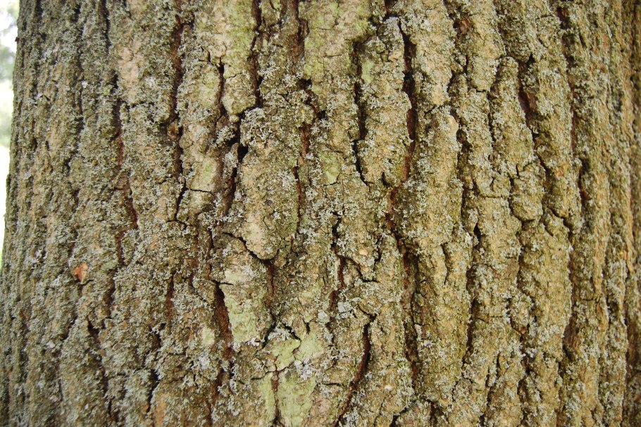 Ясень дерево кора