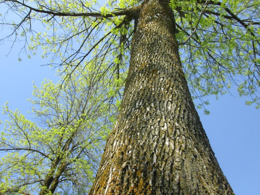 Орех маньчжурский (Juglans nigra l.)