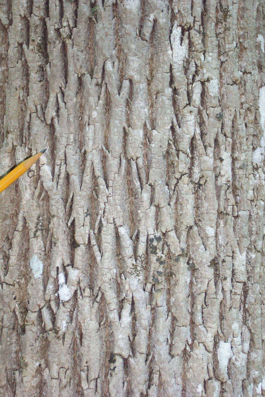 Граб кавказский