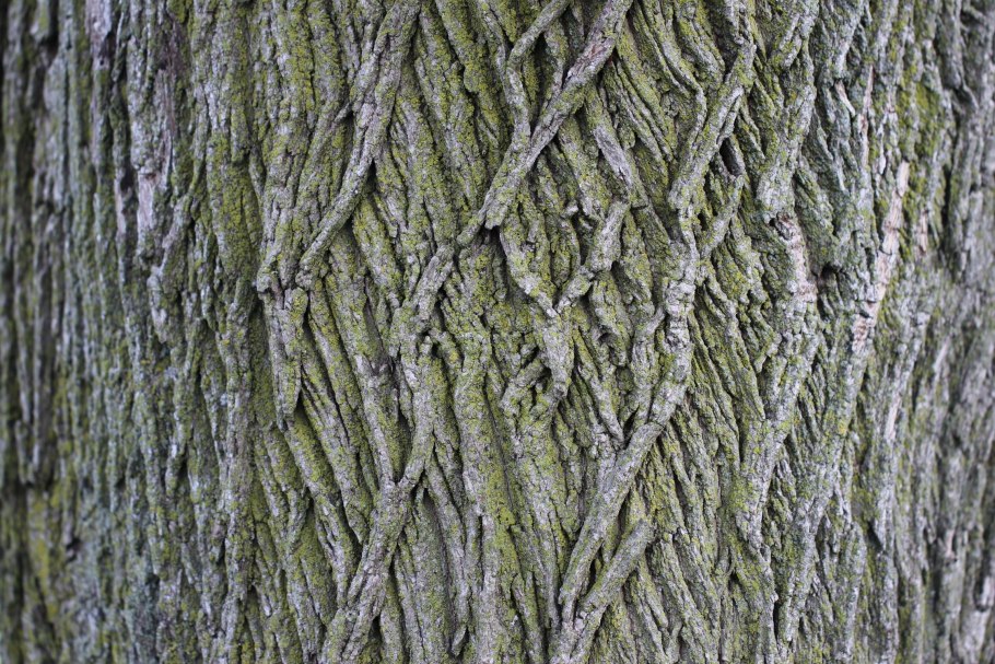 Ясень обыкновенный кора