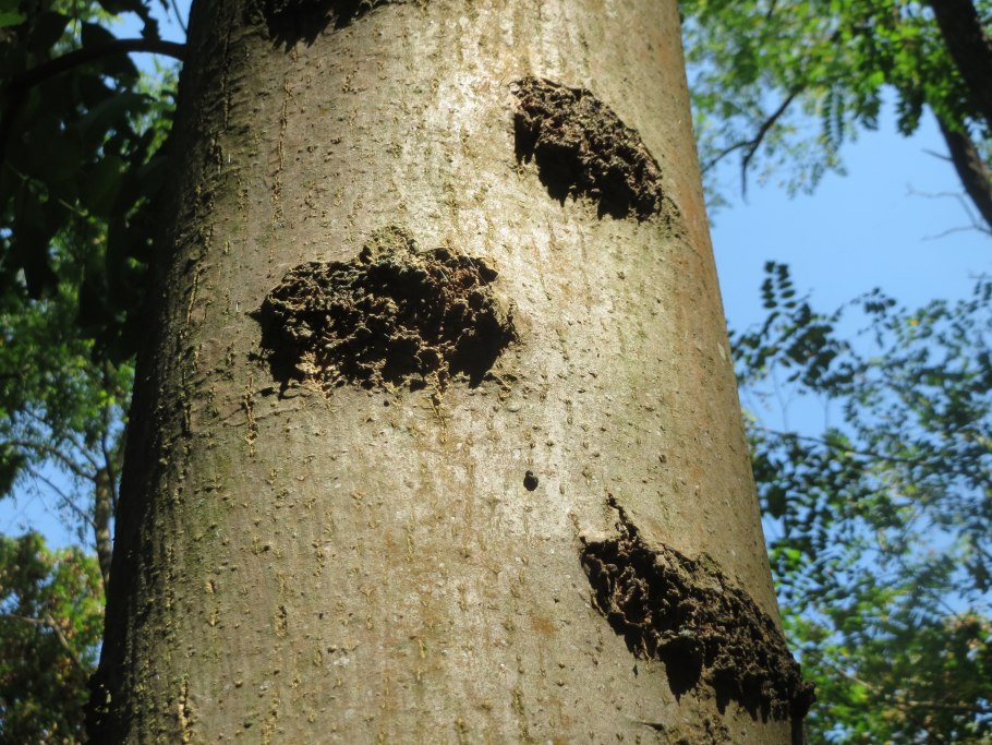 Ствол кора граб