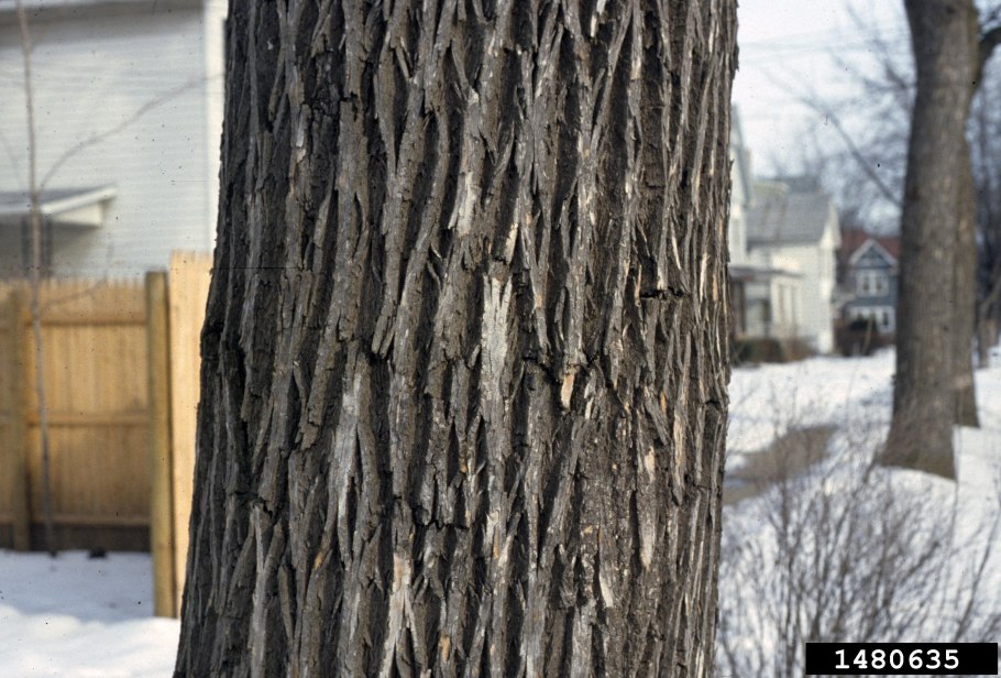 Ясень ланцетный кора