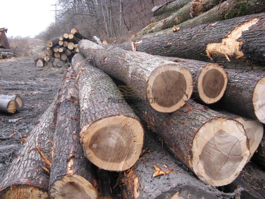 Клен американский ясенелистный