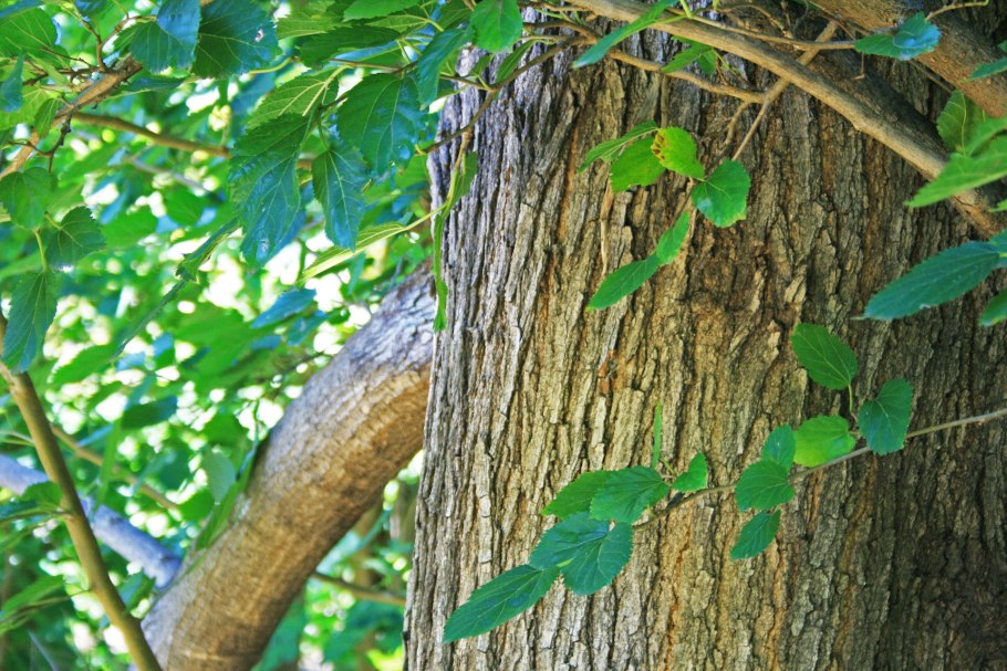 Ясень дерево кора