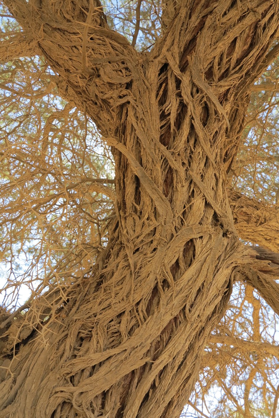 Ясень зимой