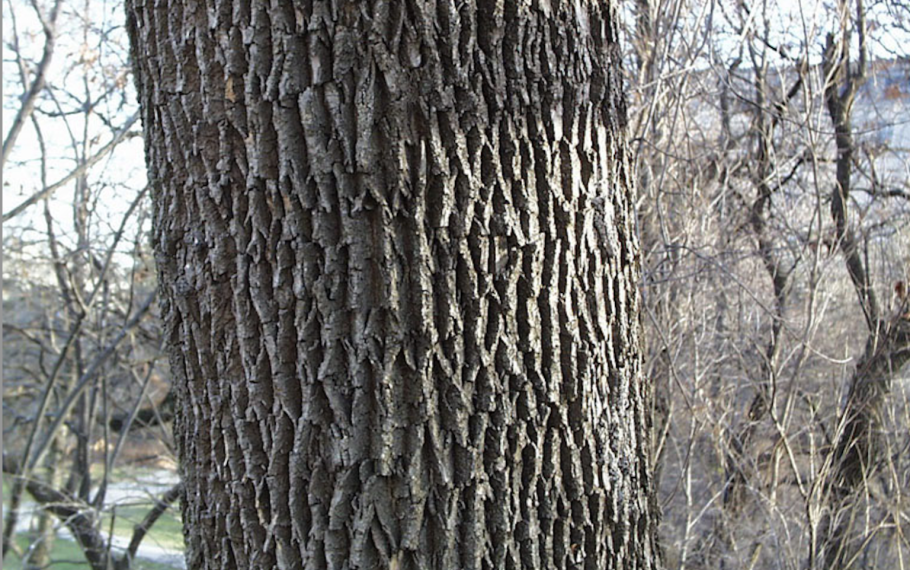 Орегонский дуб Канада