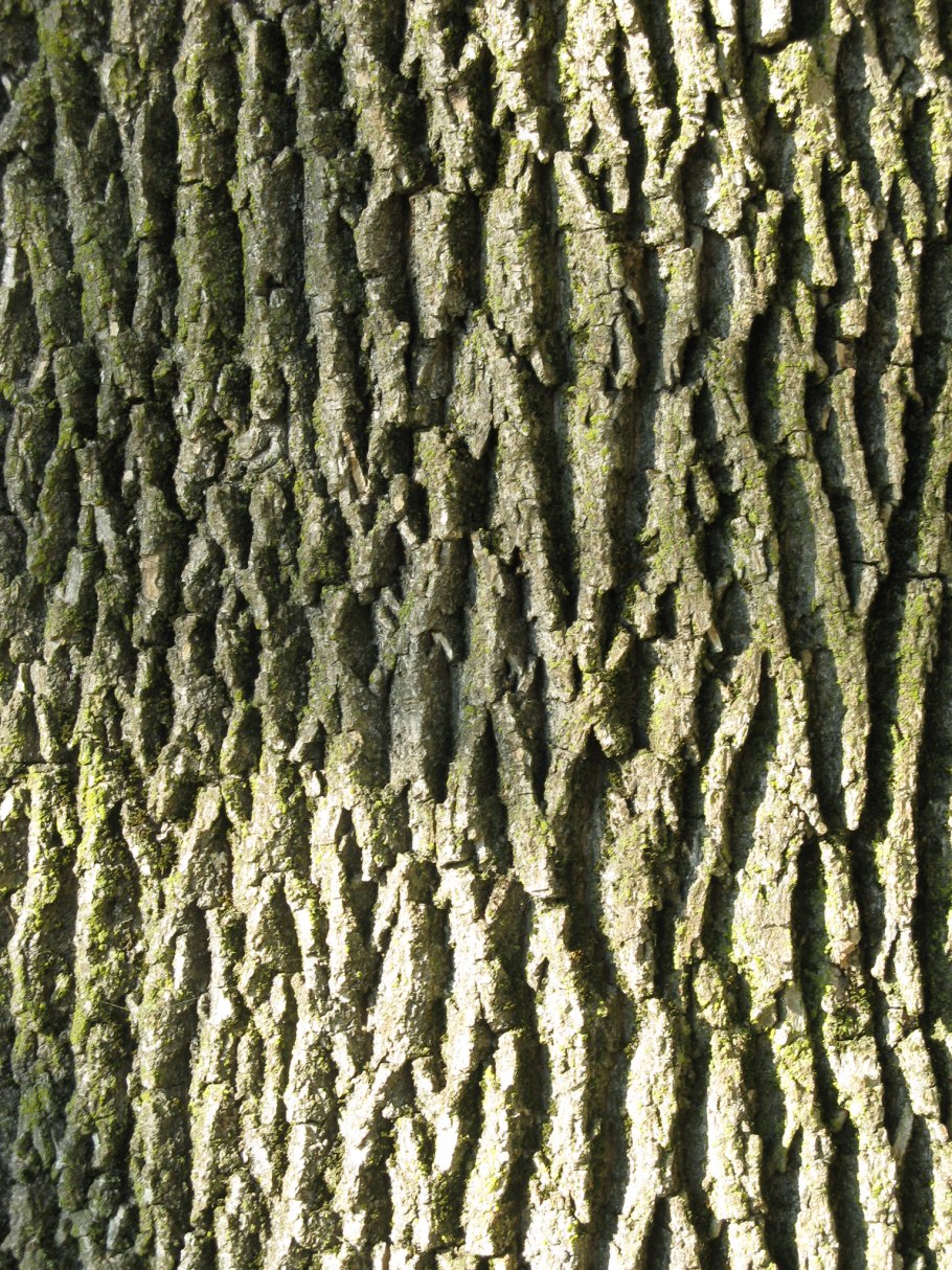 Дерево Castanea