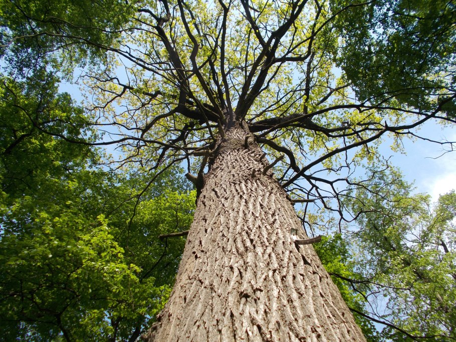 Кора дерево сосны Пайн