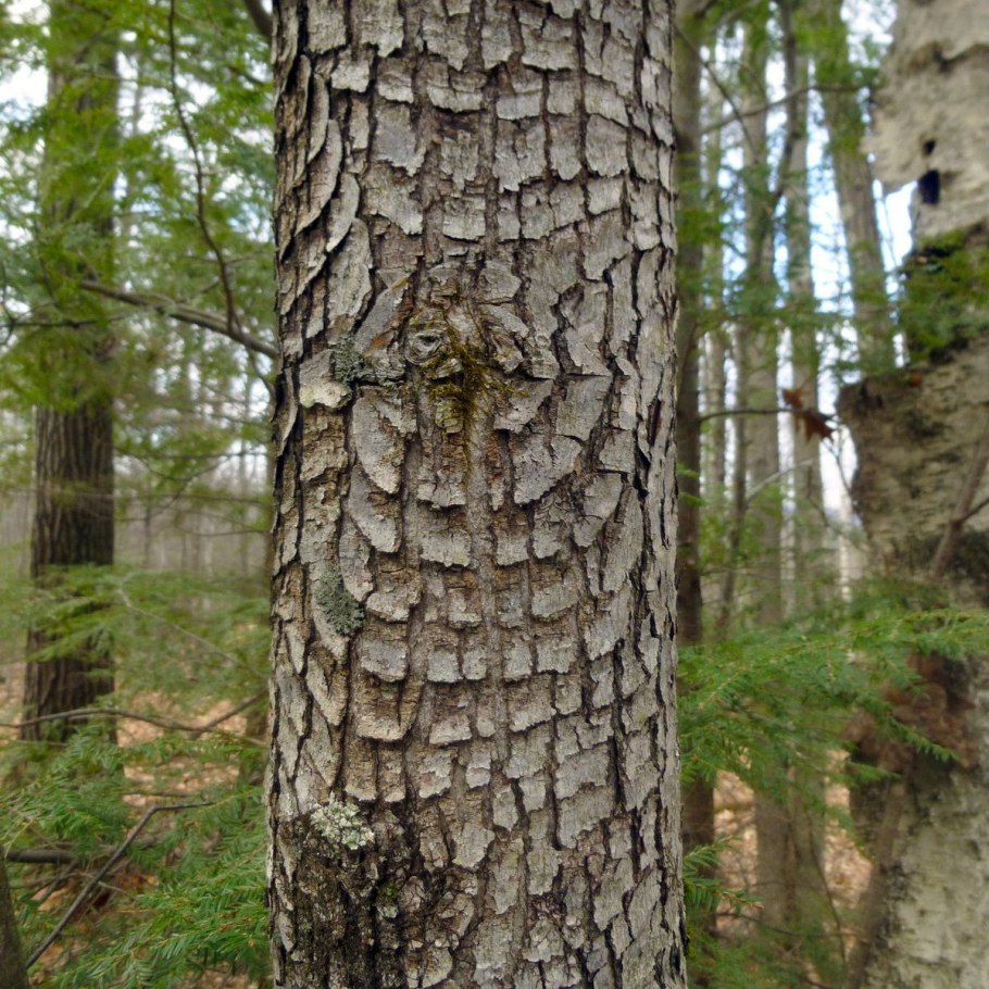 Гледичия Акация