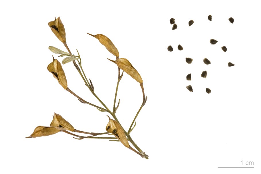 Живокость сетчатоплодная