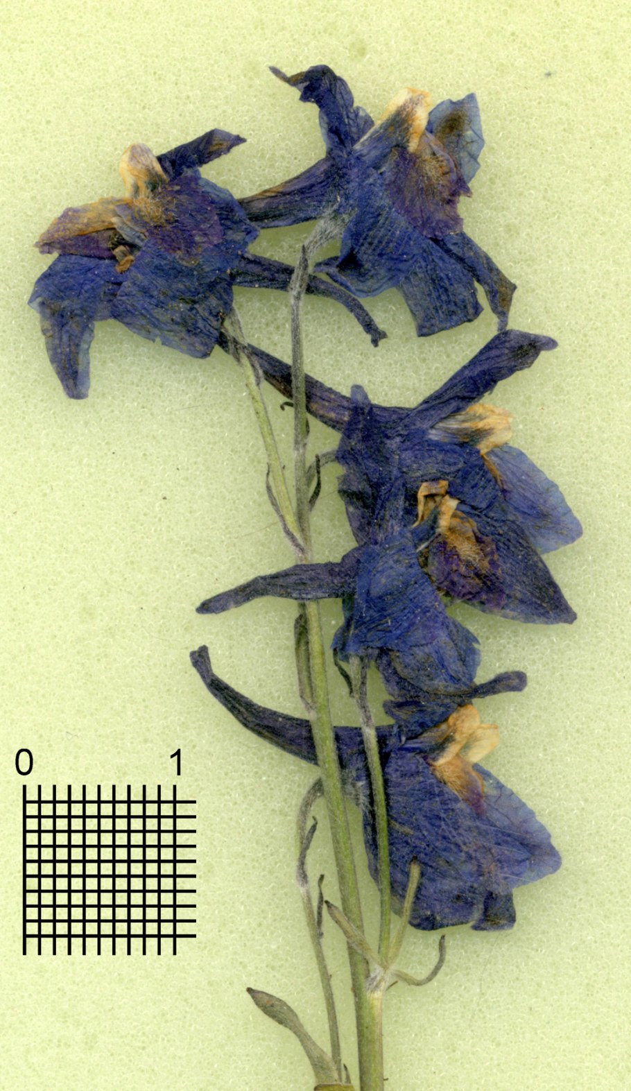 Живокость посевная гербарий