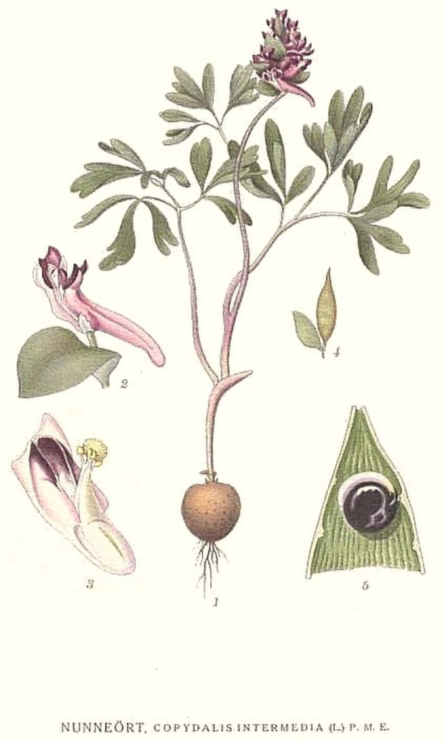 Дельфиниум живокость Полевая Ларкспур