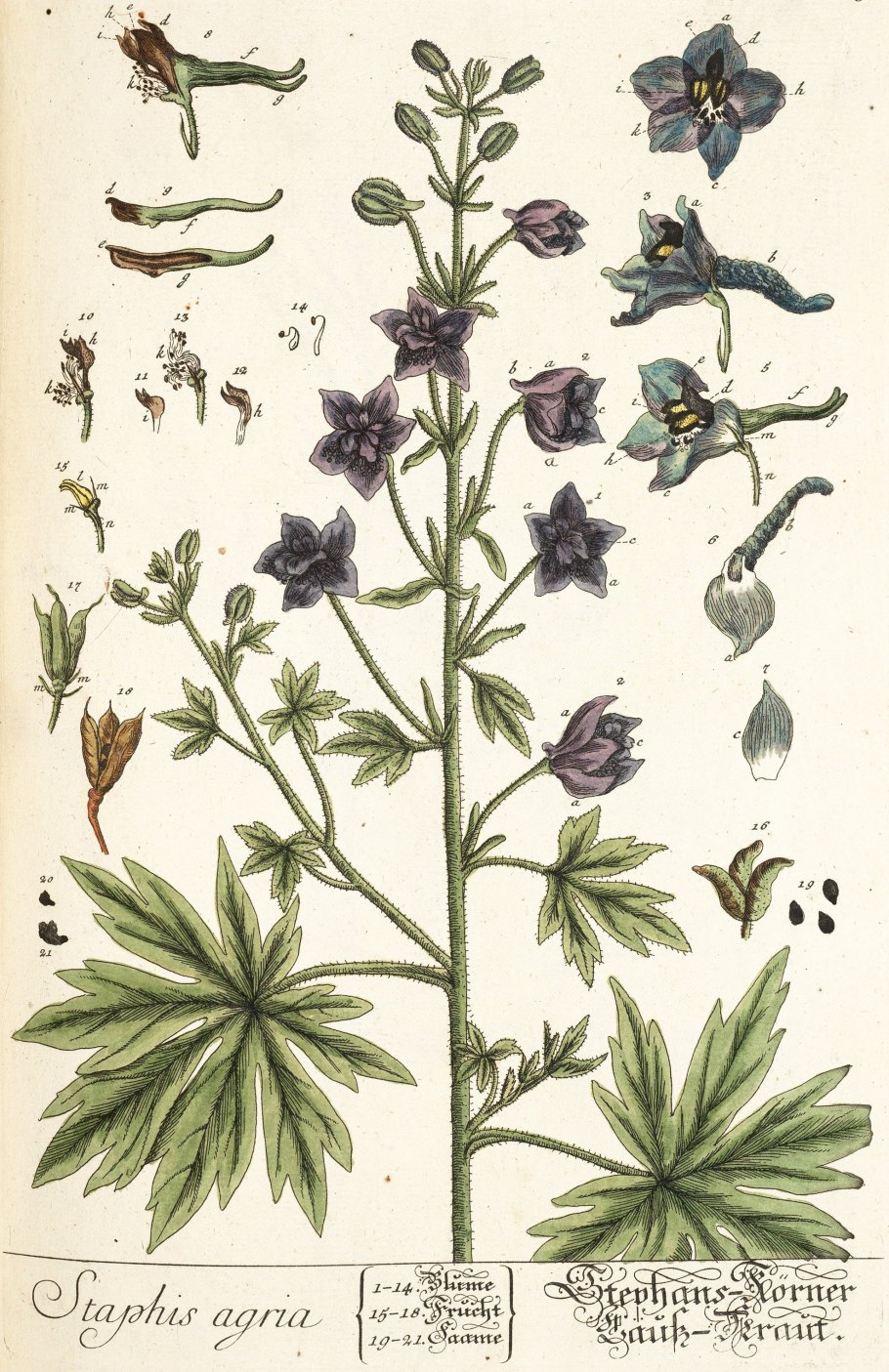 Живокость в народной медицине