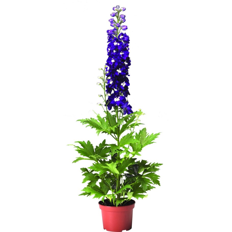 Дельфиниум живокость