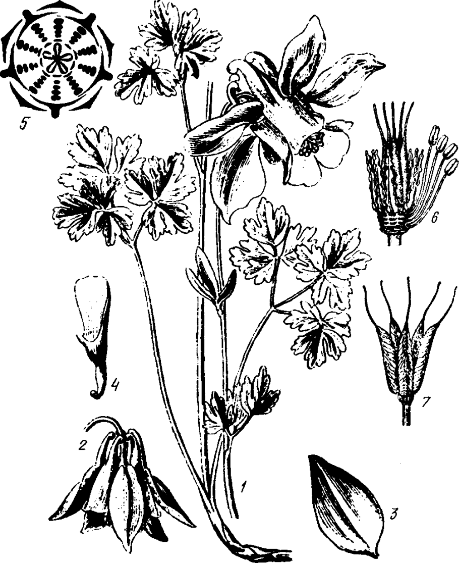 Живокость Ботаническая иллюстрация
