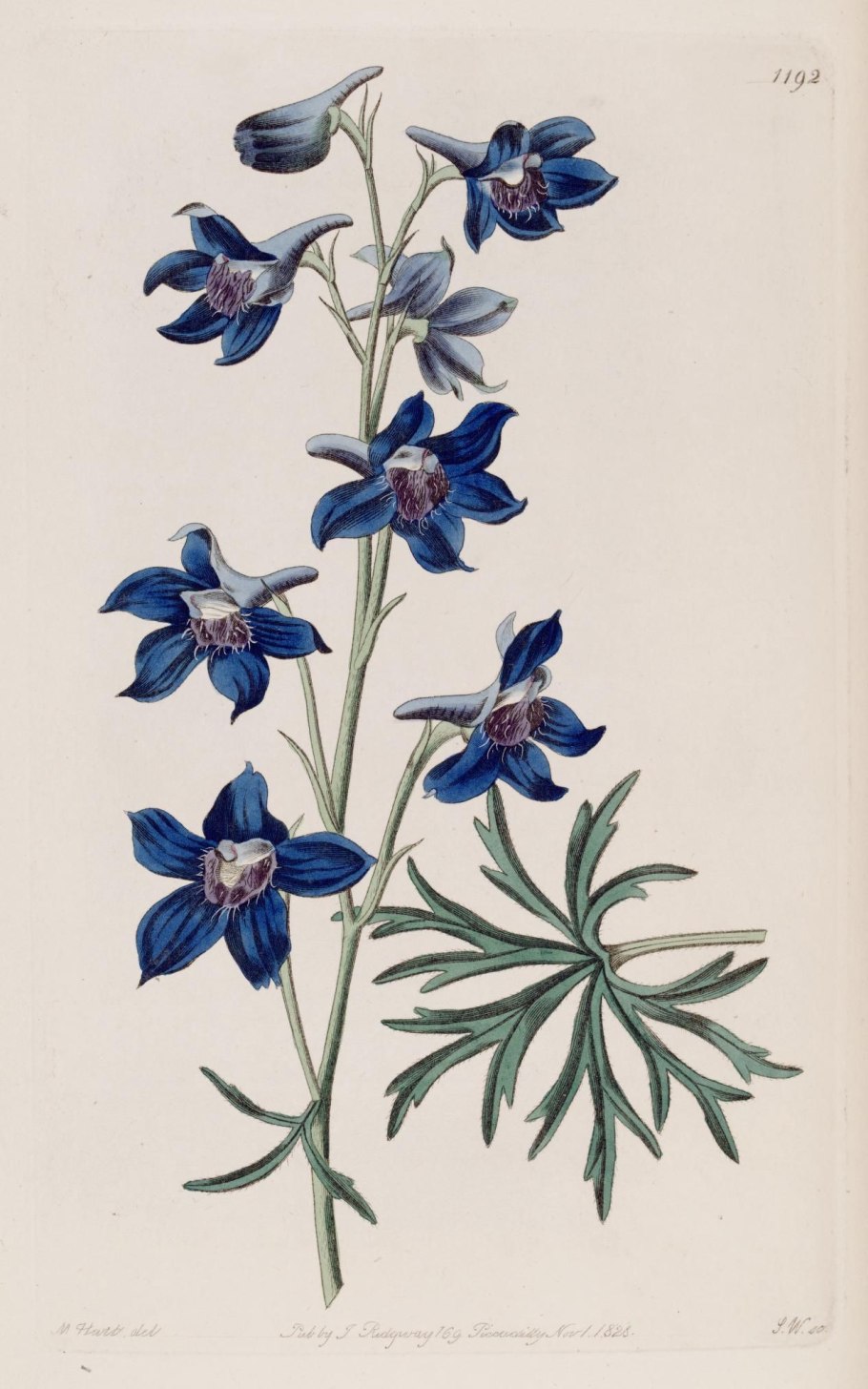 Дельфиниум живокость