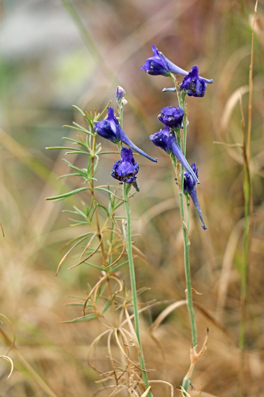 Дельфиниум Жуневер