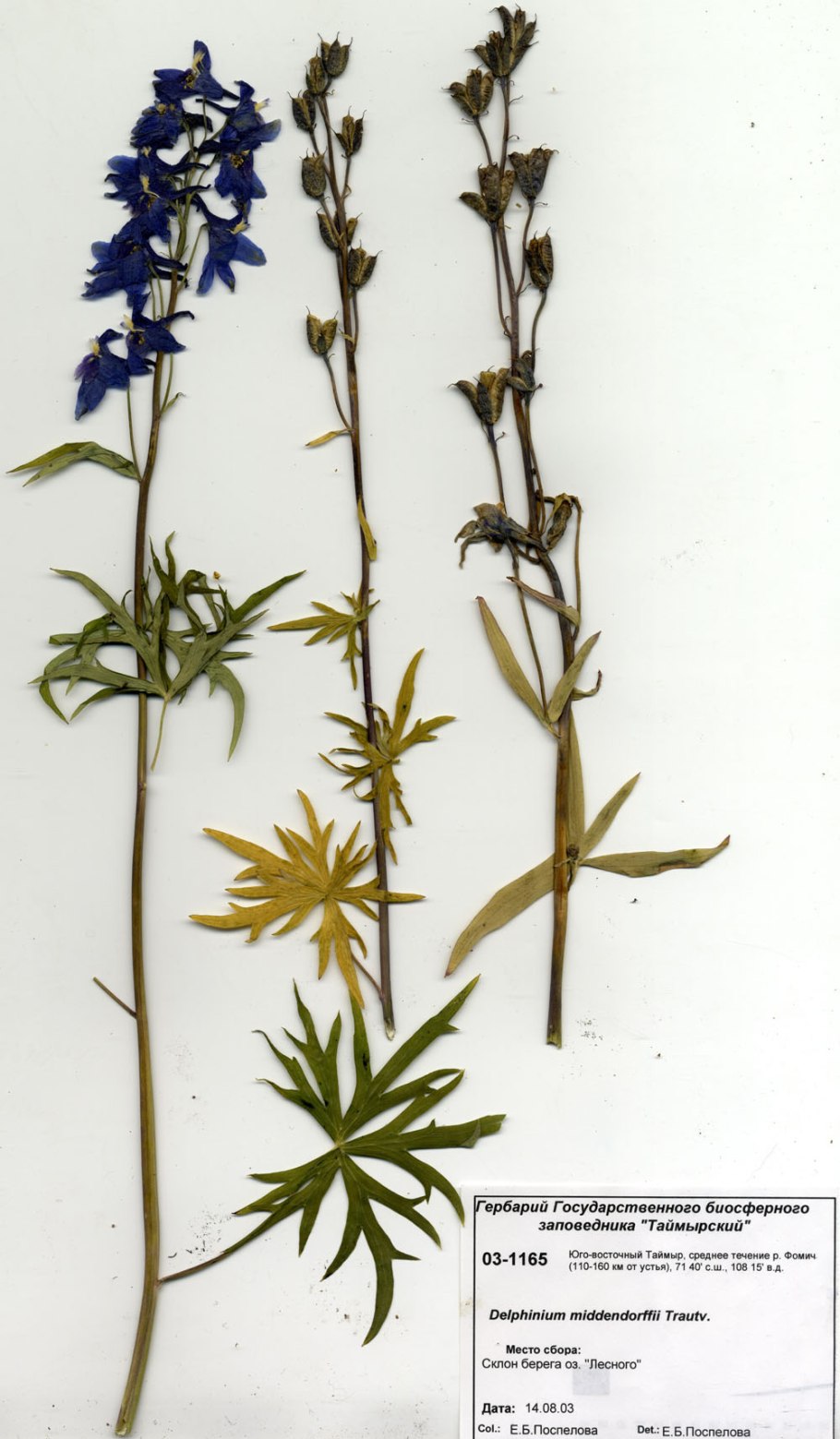 Живокость Полевая ботаника