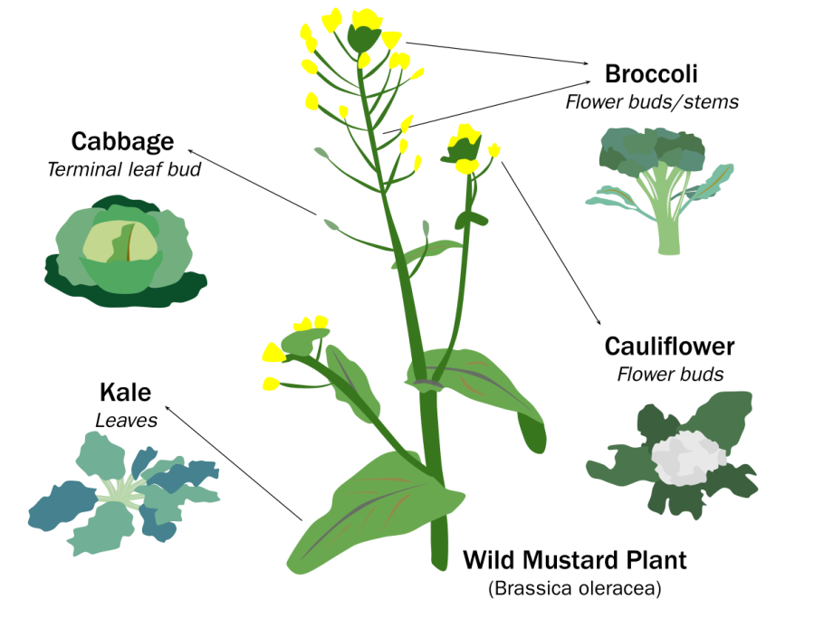 Крестоцветные капустные плод