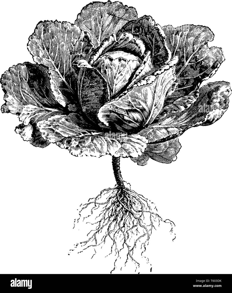 Капуста белокочанная спринт f1