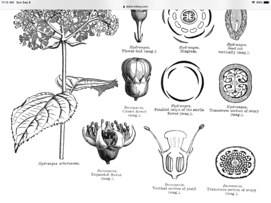 Диаграмма цветка