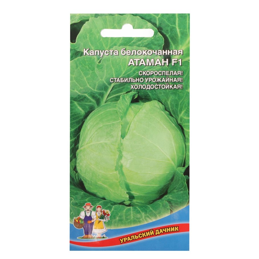 Тыквенные овощи список