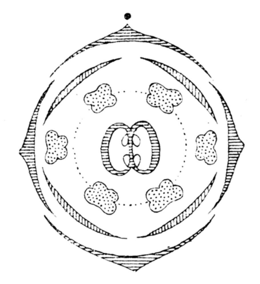 Диаграмма семейства крестоцветных