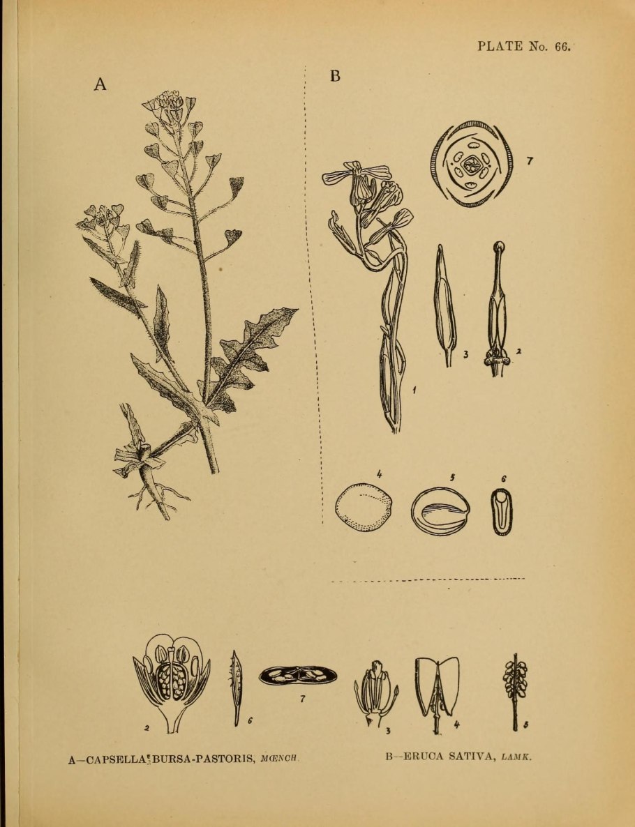 Семейство двудольные семейство бобовые
