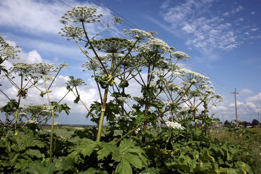 Борщевика Сосновского (Heracleum sosnowskyi)
