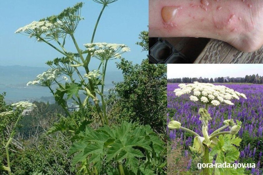 Борщевик Сосновского листья