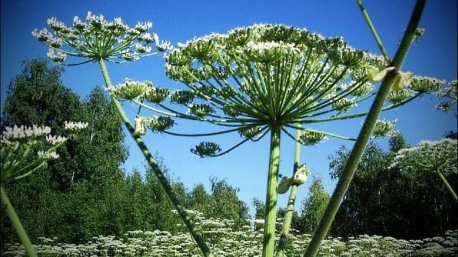 Борщевик Тверская область