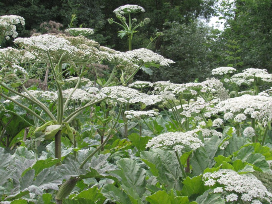 Борщевик сосновского ядовитое растение
