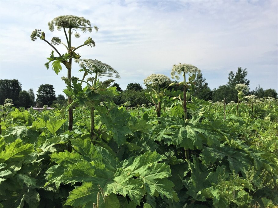 Борщевик растение
