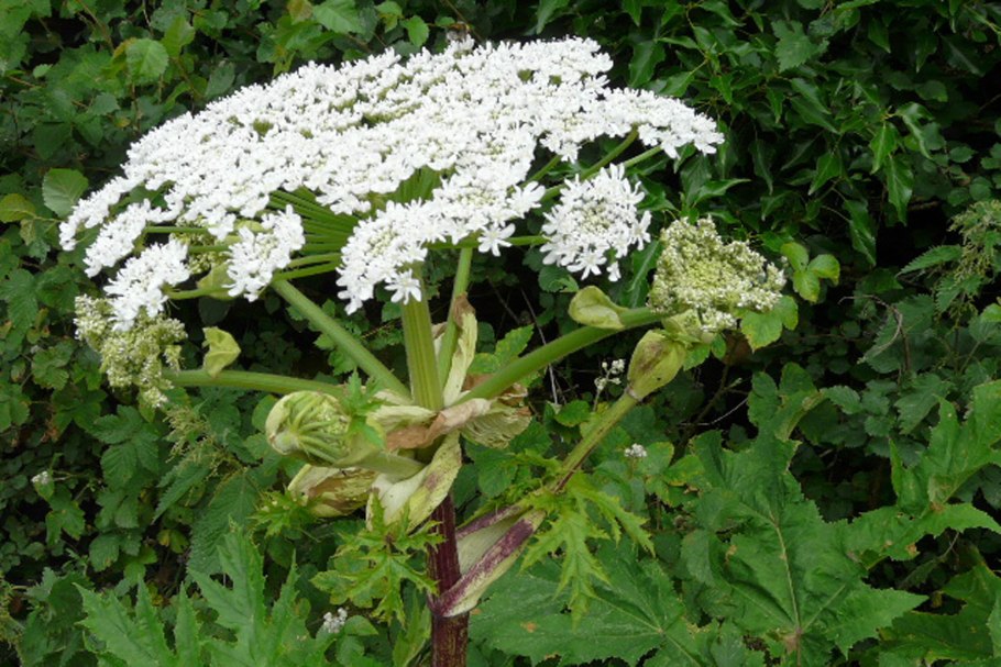 Борщевик Сибирский листья
