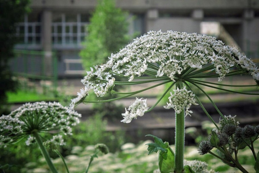 Борщевик ядовитое растение ожоги