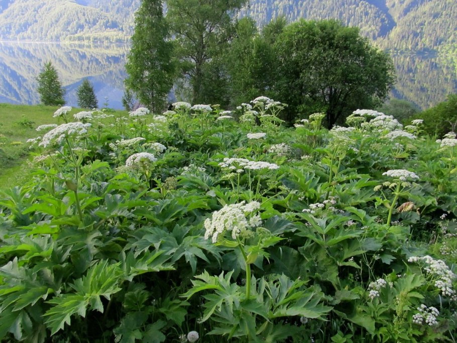 Борщевик Мантегацци Heracleum mantegazzianum